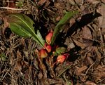 Ochna macrocalyx