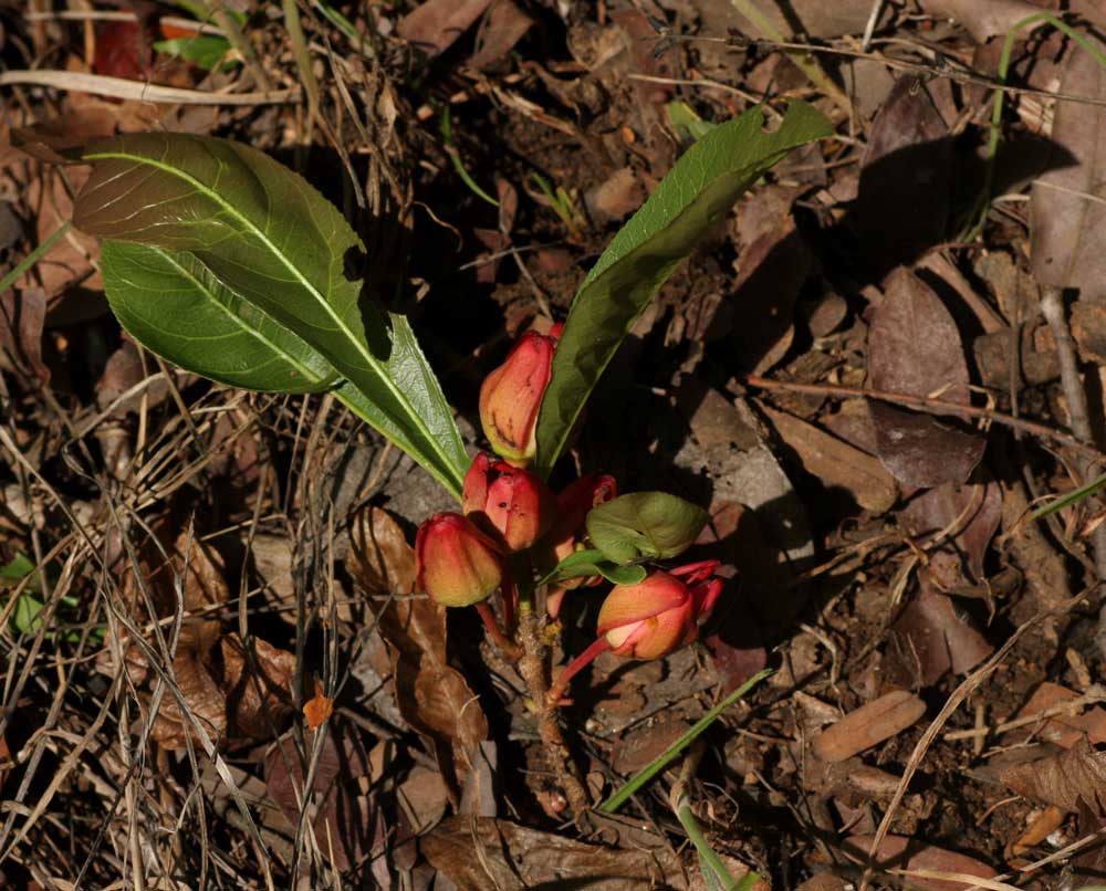 Ochna macrocalyx