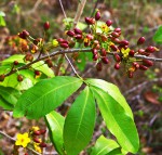 Ochna natalitia