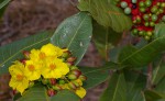 Ochna natalitia
