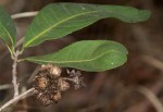 Ochna natalitia
