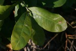 Ochna natalitia