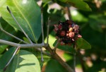 Ochna natalitia