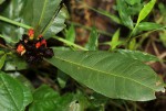 Ochna natalitia