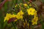 Ochna natalitia