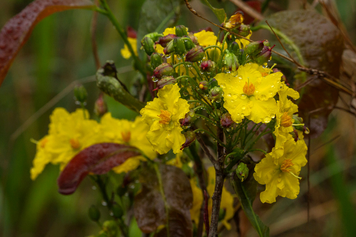 Ochna natalitia