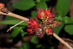 Ochna natalitia