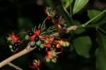 Ochna natalitia