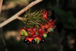 Ochna natalitia