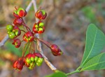 Ochna natalitia