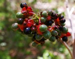 Ochna natalitia