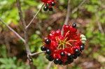 Ochna natalitia