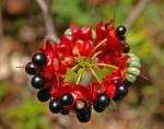 Ochna natalitia