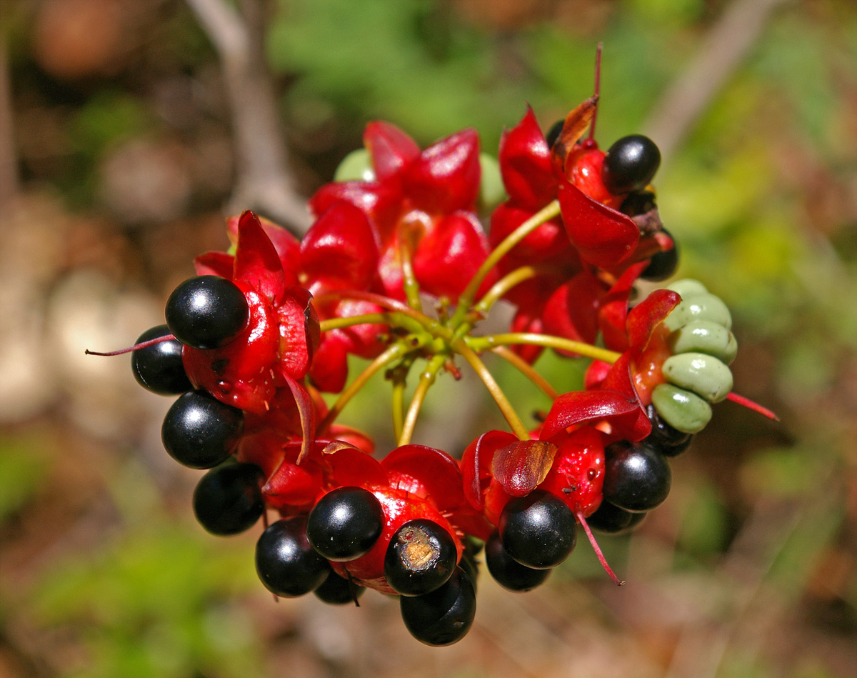 Ochna natalitia