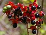 Ochna natalitia