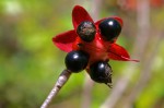 Ochna natalitia