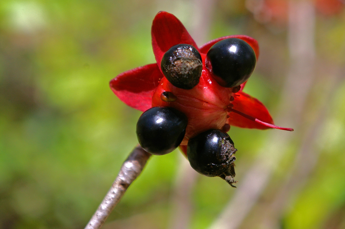 Ochna natalitia