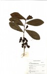 Ochna natalitia