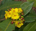 Ochna natalitia