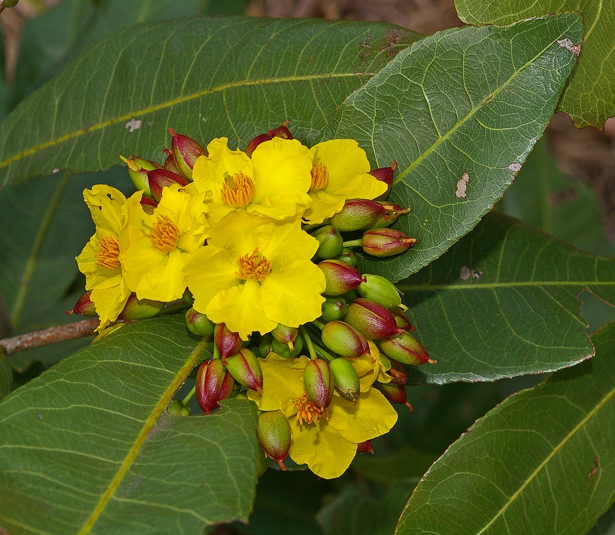 Ochna natalitia