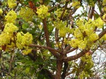 Ochna pulchra subsp. pulchra