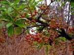 Ochna pulchra subsp. pulchra