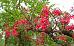Ochna pulchra subsp. pulchra