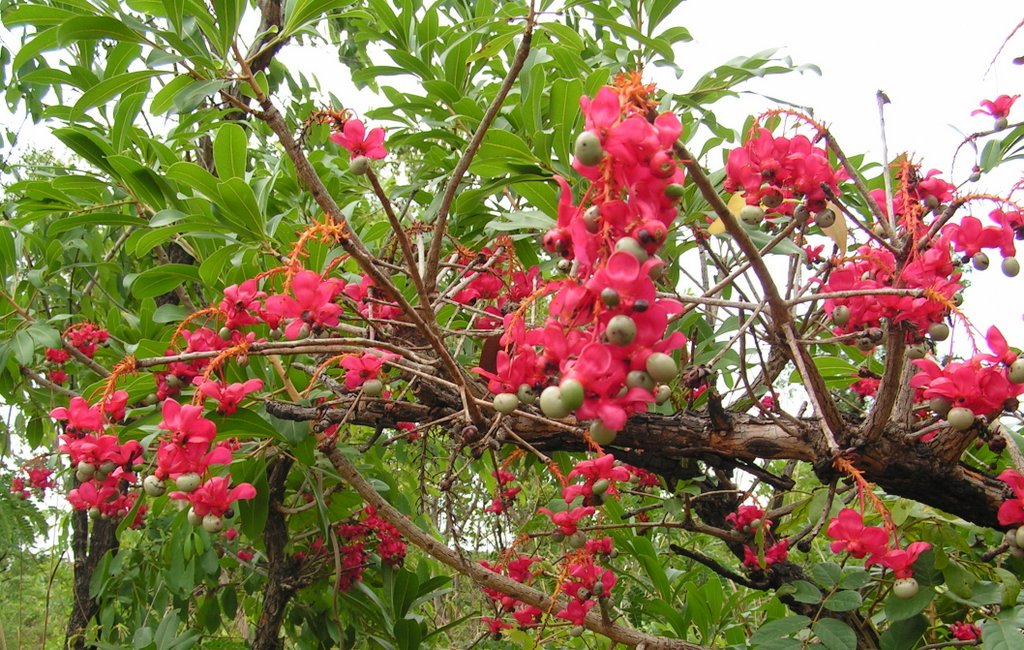 Ochna pulchra subsp. pulchra