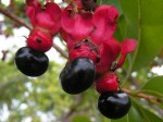 Ochna pulchra subsp. pulchra