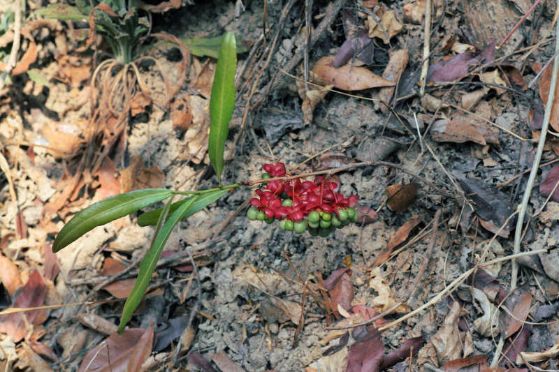 Ochna richardsiae