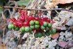 Ochna richardsiae