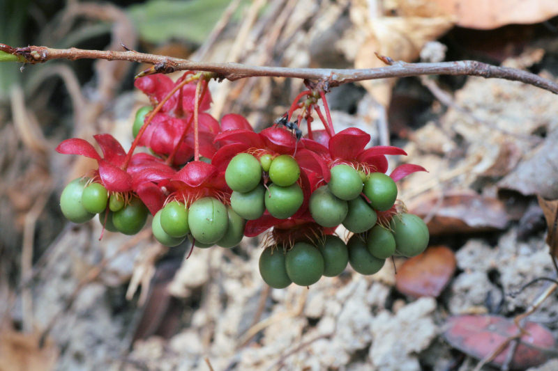 Ochna richardsiae