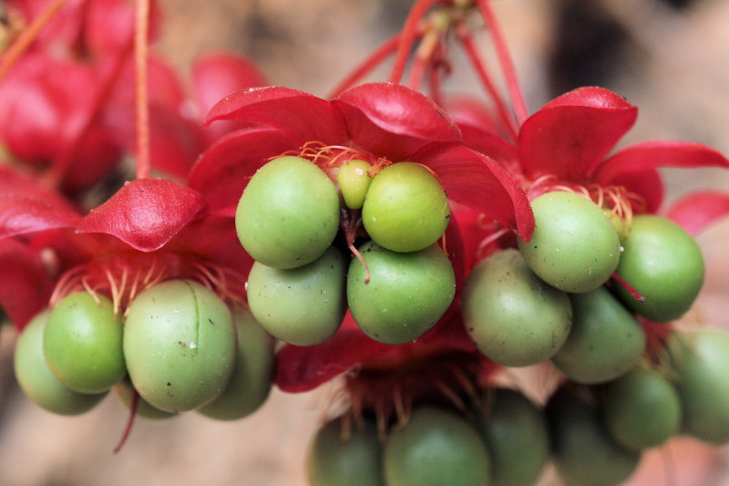 Ochna richardsiae