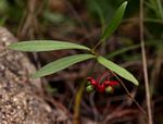 Ochna richardsiae