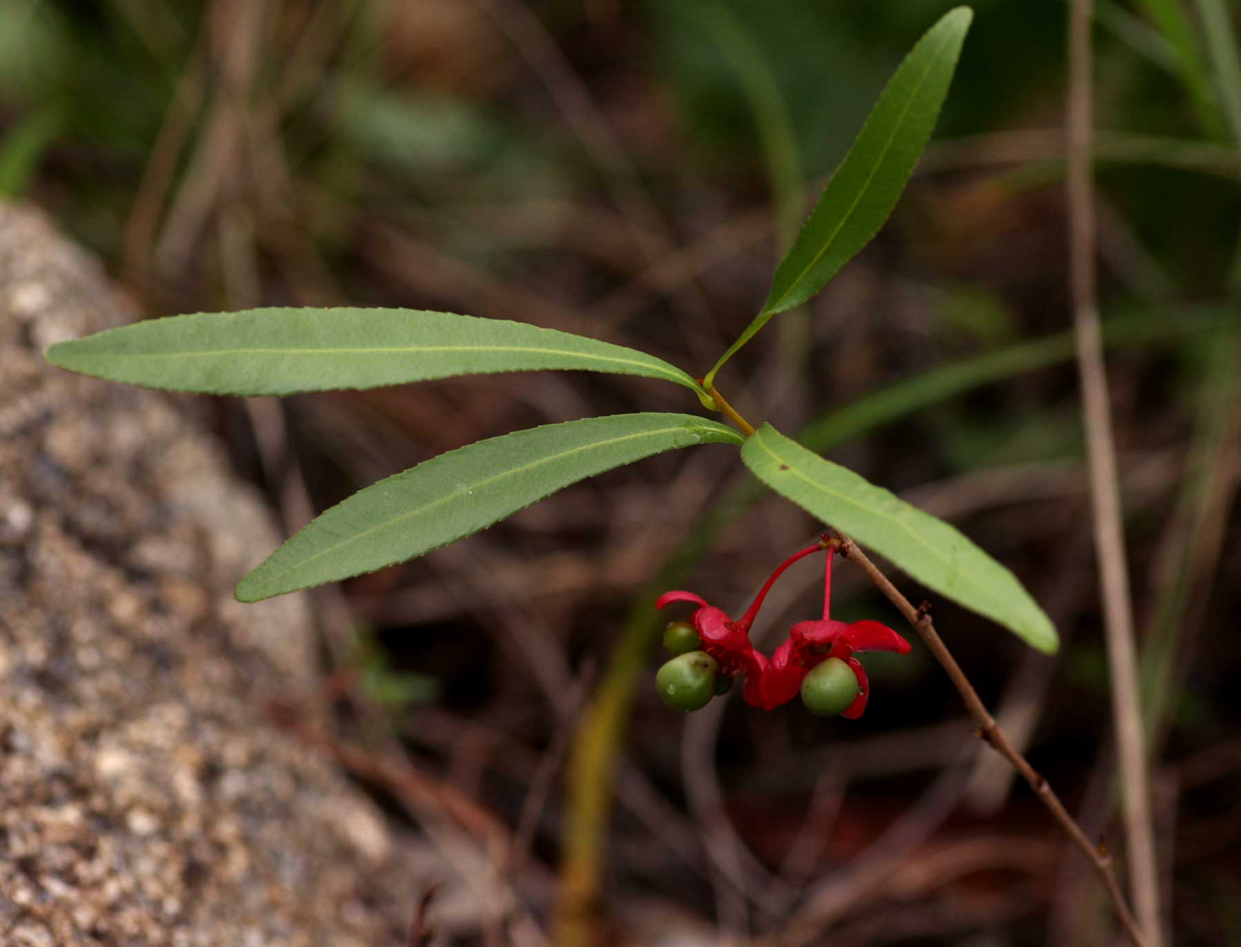 Ochna richardsiae