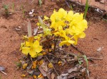 Ochna richardsiae