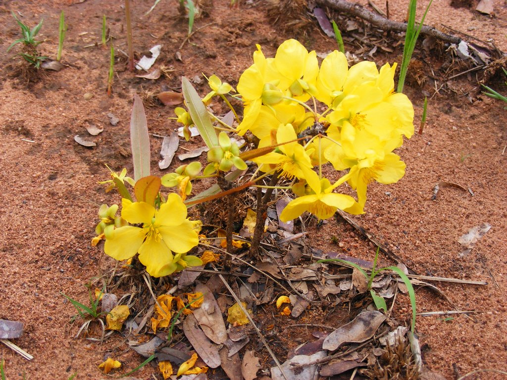 Ochna richardsiae