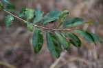 Brackenridgea zanguebarica