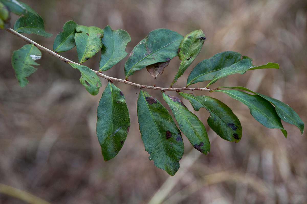 Brackenridgea zanguebarica