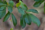 Brackenridgea zanguebarica