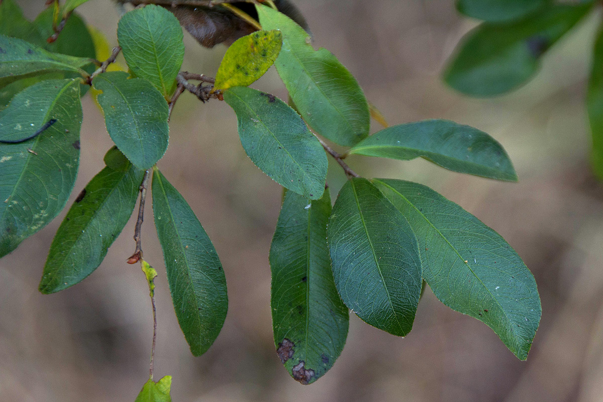 Brackenridgea zanguebarica