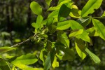 Brackenridgea zanguebarica