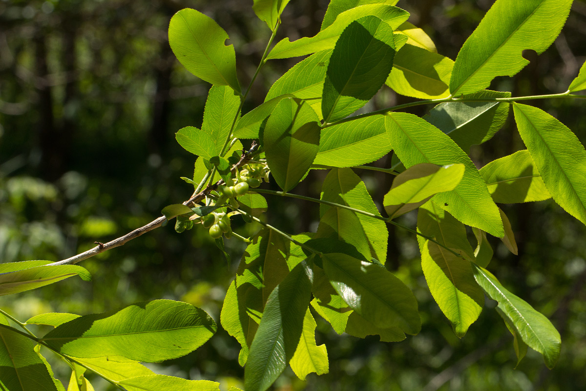 Brackenridgea zanguebarica