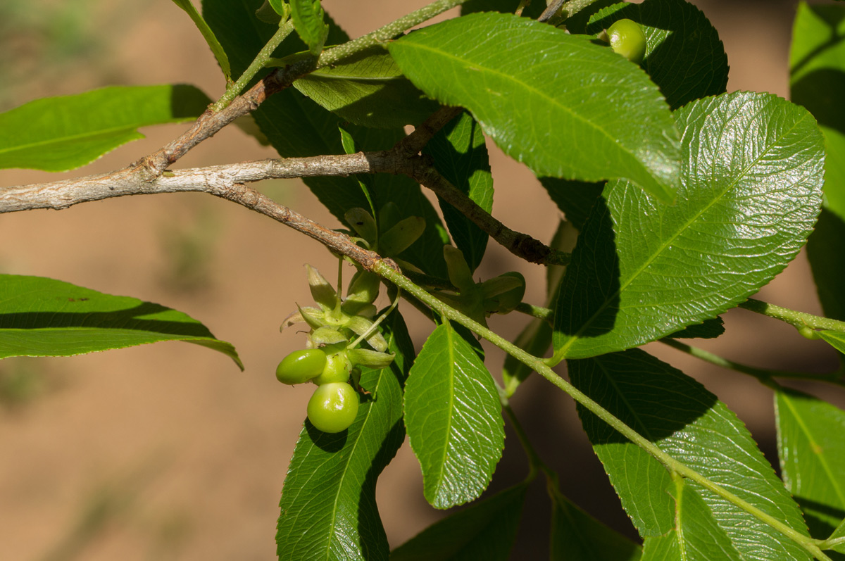 Brackenridgea zanguebarica