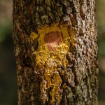 Brackenridgea zanguebarica