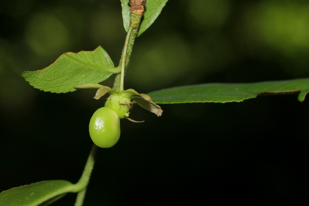 Brackenridgea zanguebarica