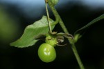 Brackenridgea zanguebarica