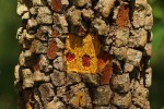 Brackenridgea zanguebarica