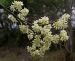 Brackenridgea zanguebarica