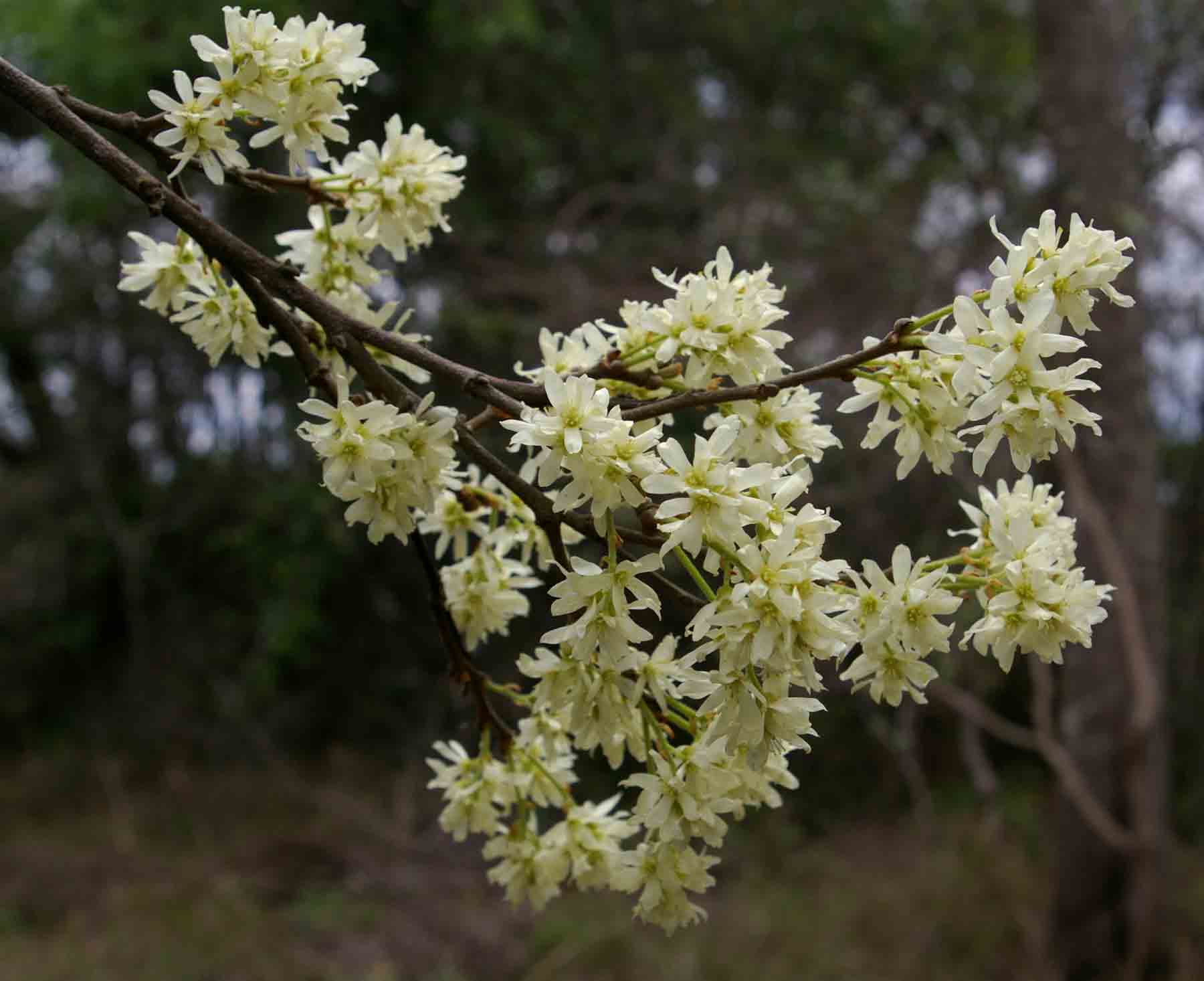 Brackenridgea zanguebarica